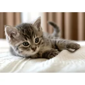 Szürke cicás polár takaró